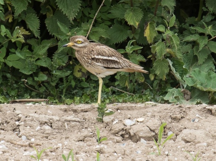 Stone Curlew