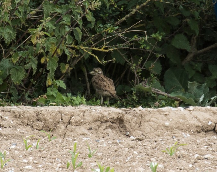 Stone Curlew