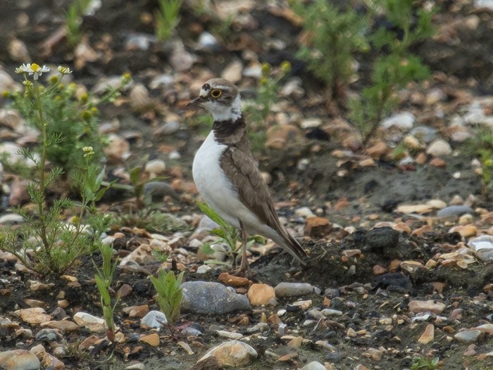 Little Ringed Plover