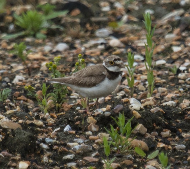 Little Ringed Plover