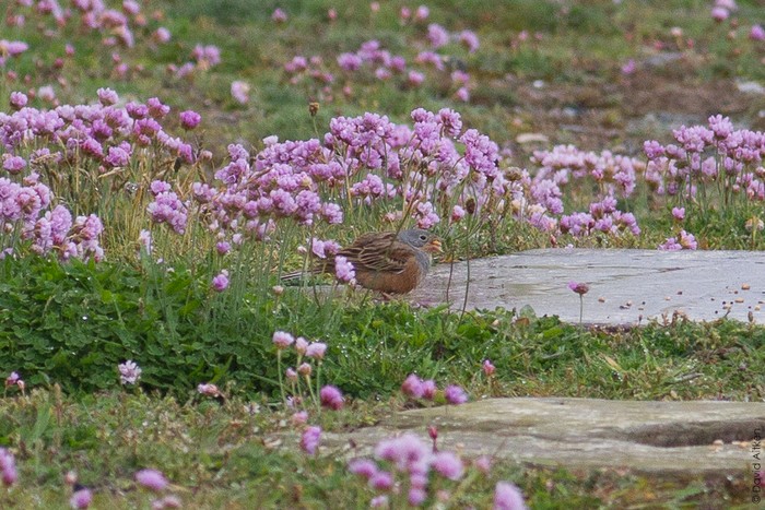 Cretzschmar's Bunting