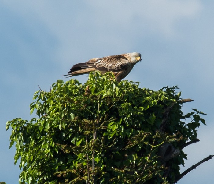 Red Kite