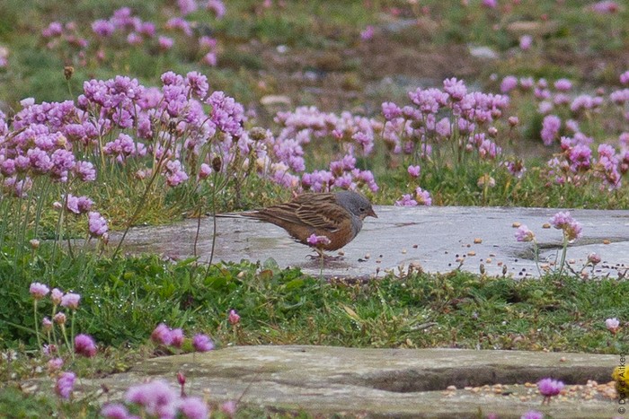 Cretzschmar's Bunting