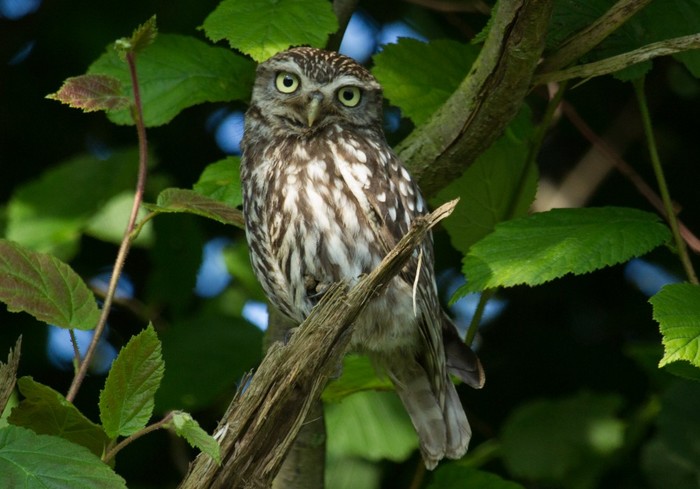 Little Owl