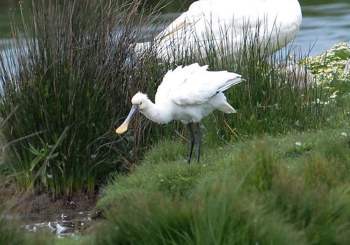 Spoonbill