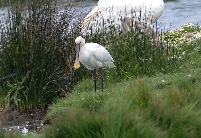 Spoonbill