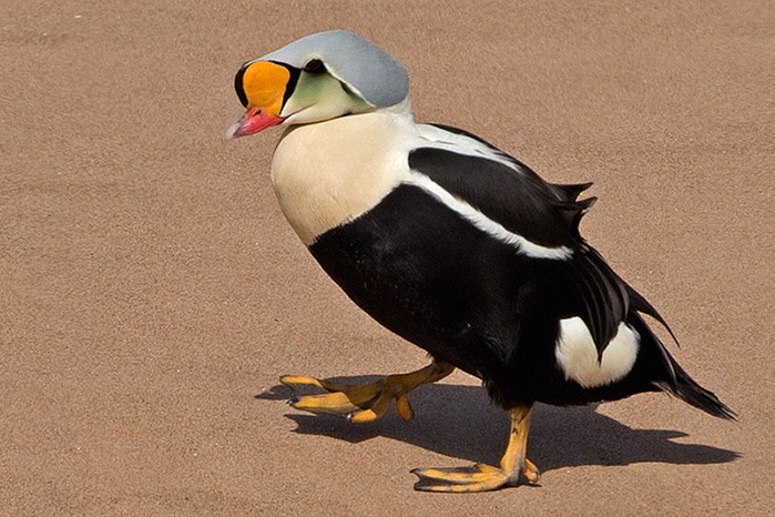 King Eider
