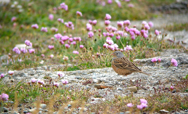 Cretzschmar's Bunting