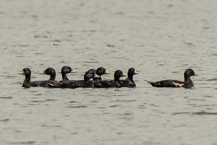 Common Scoter