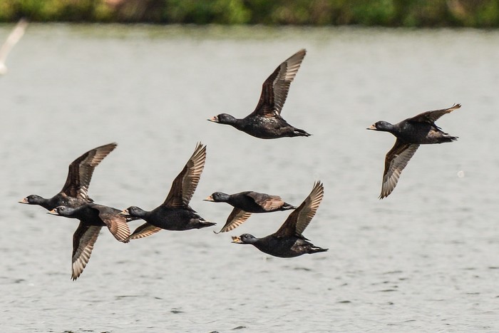 Common Scoter