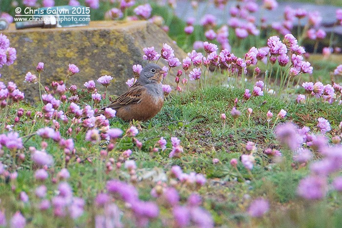 Cretzschmar's Bunting