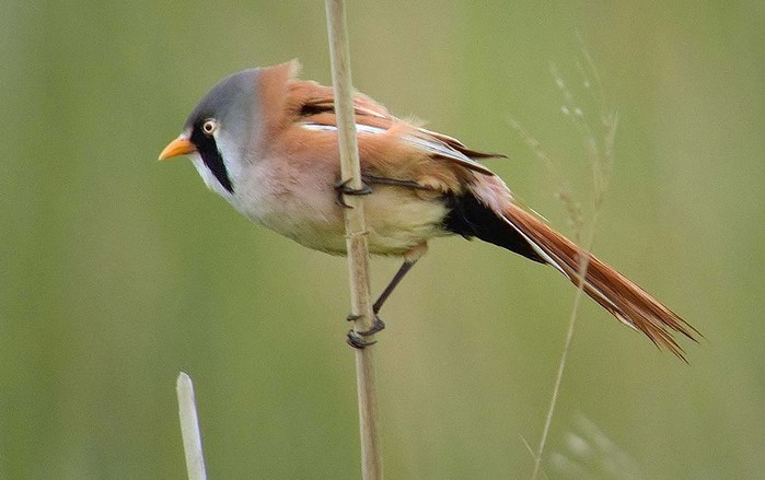 Bearded Tit