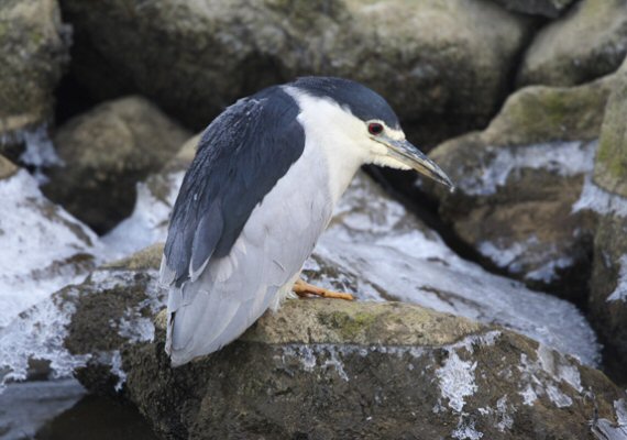 Night Heron