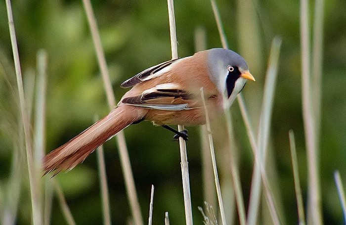 Bearded Tit
