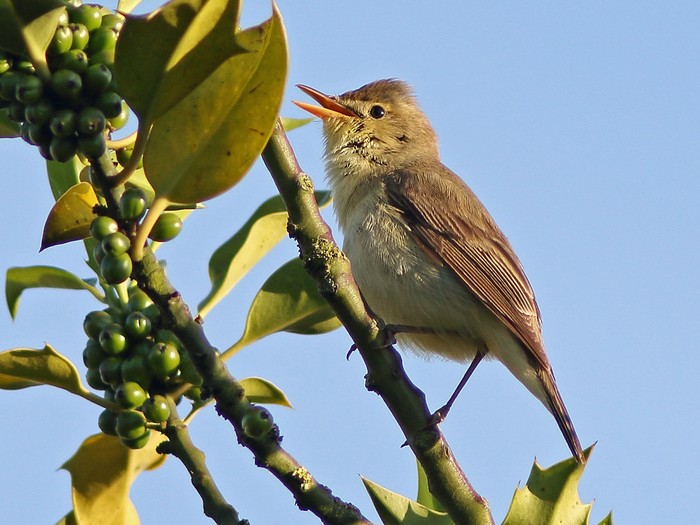 Melodious Warbler