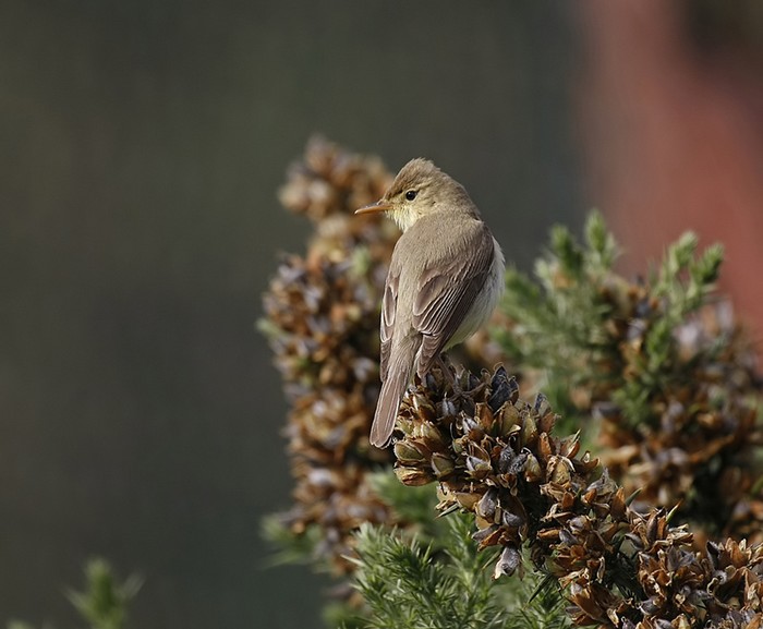 Melodious Warbler