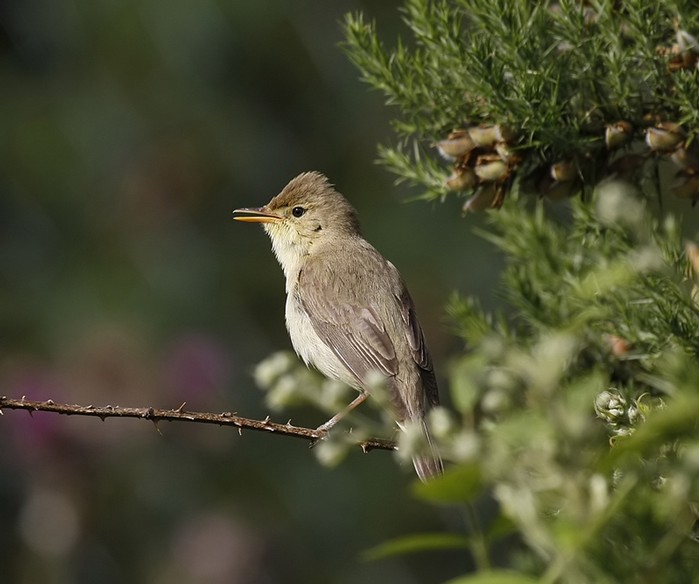 Melodious Warbler