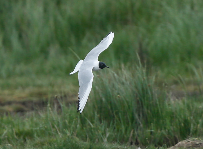 Bonaparte's Gull