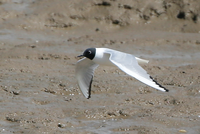 Bonaparte's Gull