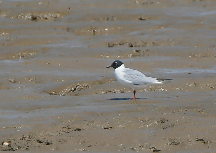 Bonaparte's Gull