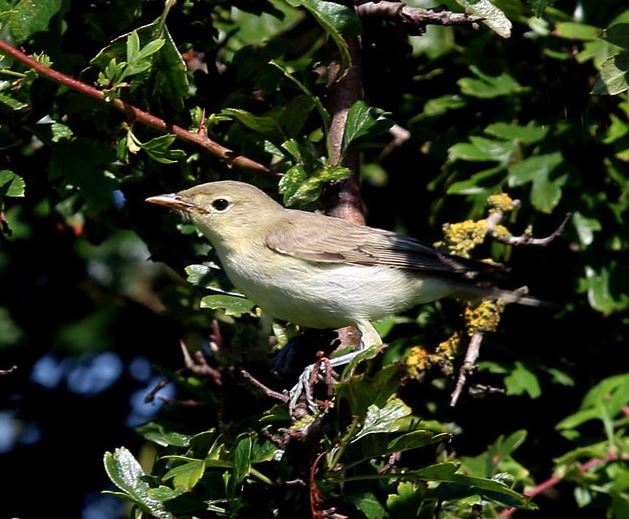 Icterine Warbler