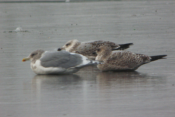 Glaucous-winged Gull