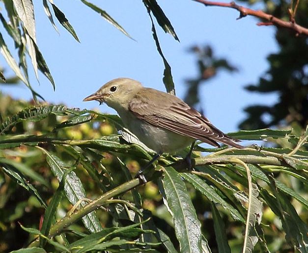 Icterine Warbler