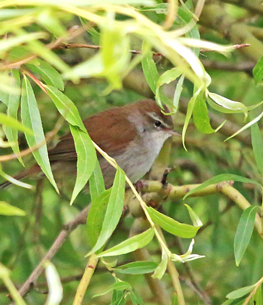 Cetti's Warbler