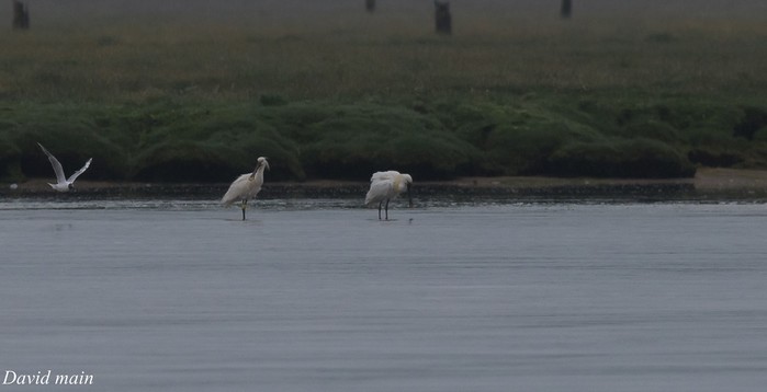 Spoonbill