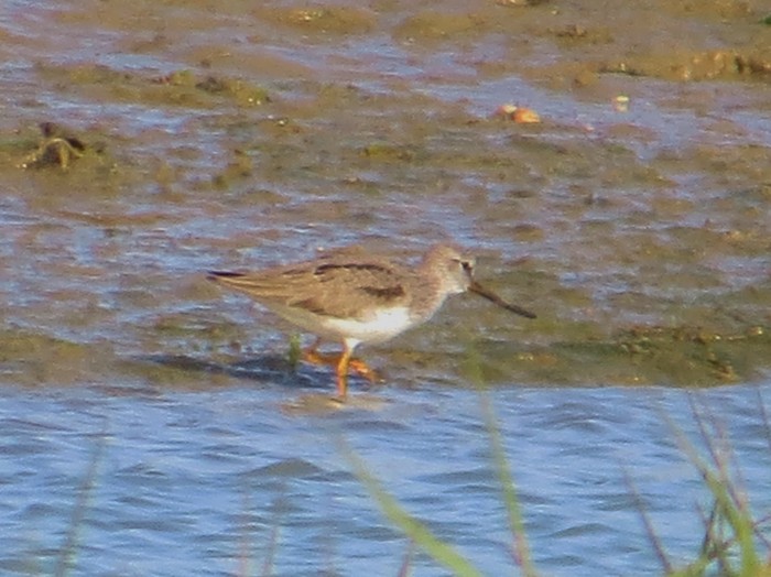 Terek Sandpiper