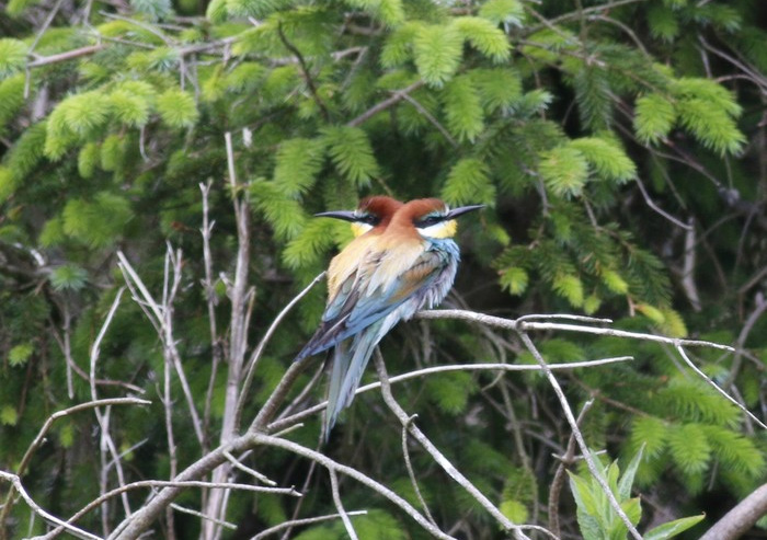 Bee-eater