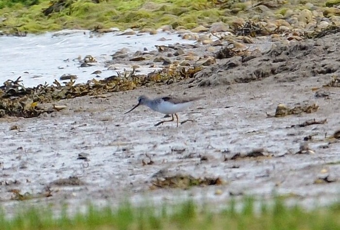 Terek Sandpiper