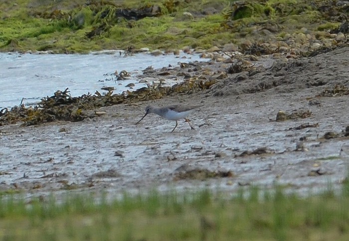 Terek Sandpiper