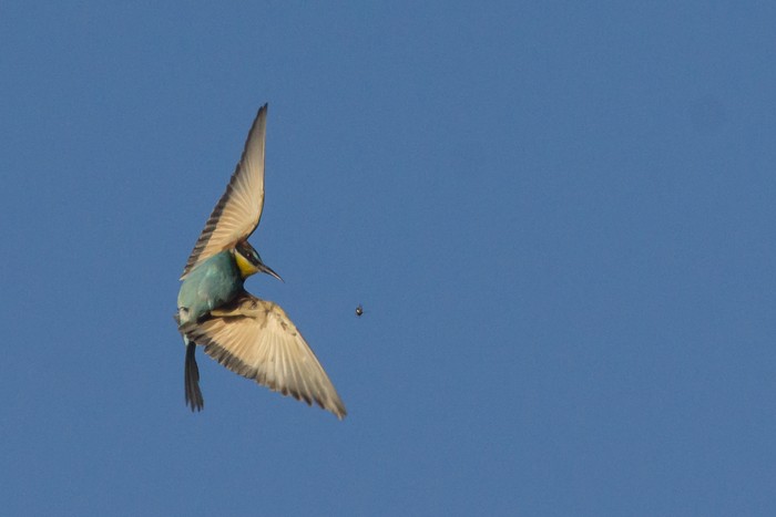 Bee-eater