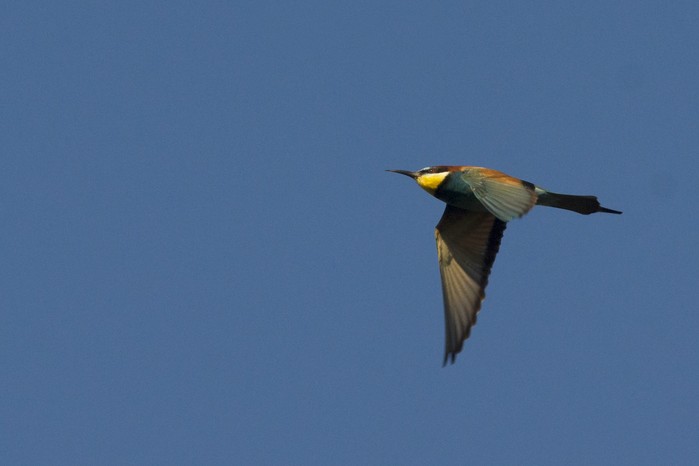 Bee-eater