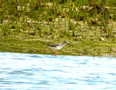 Terek Sandpiper