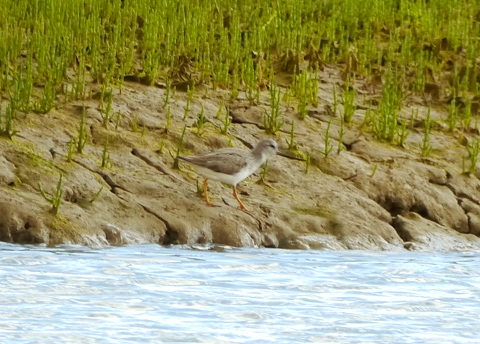 Terek Sandpiper