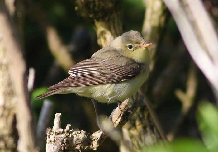 Icterine Warbler
