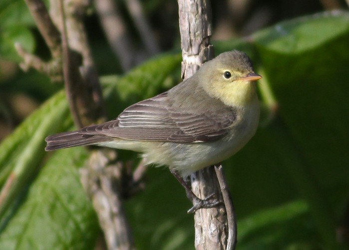 Icterine Warbler