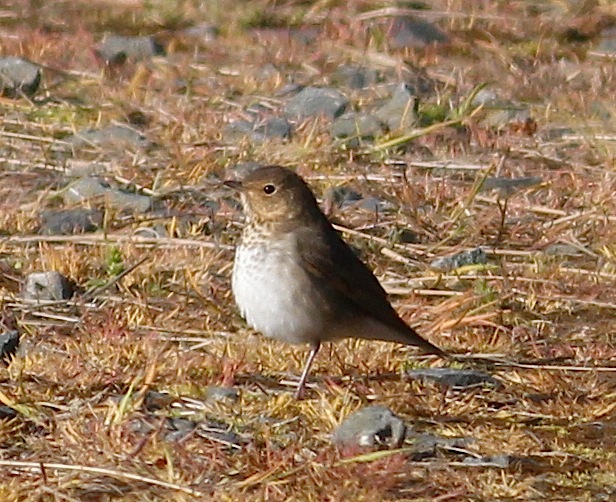 Swainson's Thrush