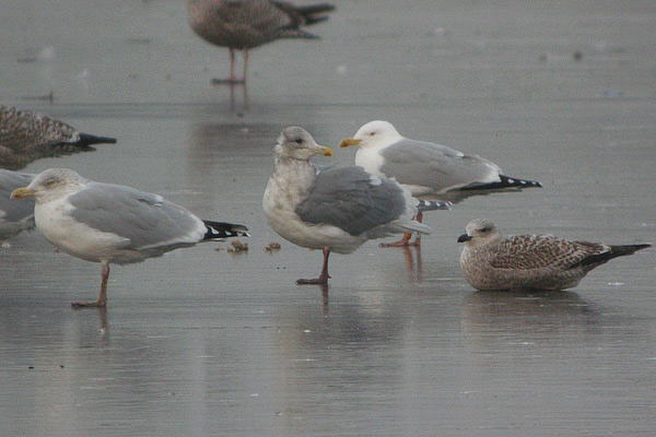 Glaucous-winged Gull