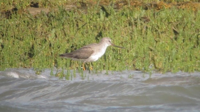 Terek Sandpiper