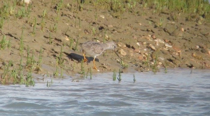 Terek Sandpiper
