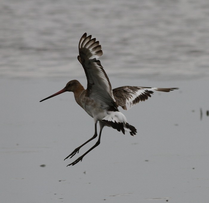 Black-tailed Godwit