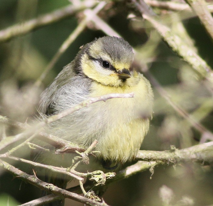 Blue Tit