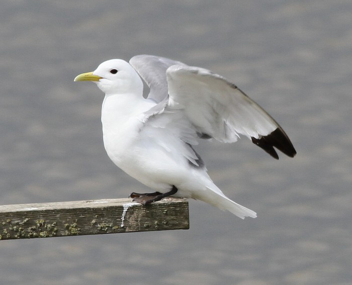 Kittiwake