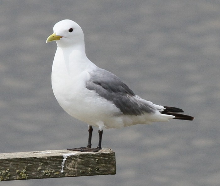 Kittiwake