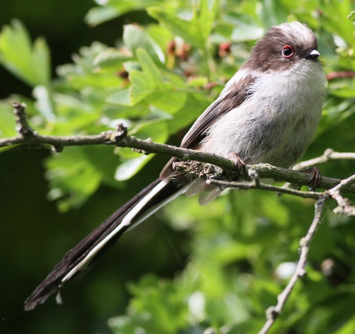Long-tailed Tit