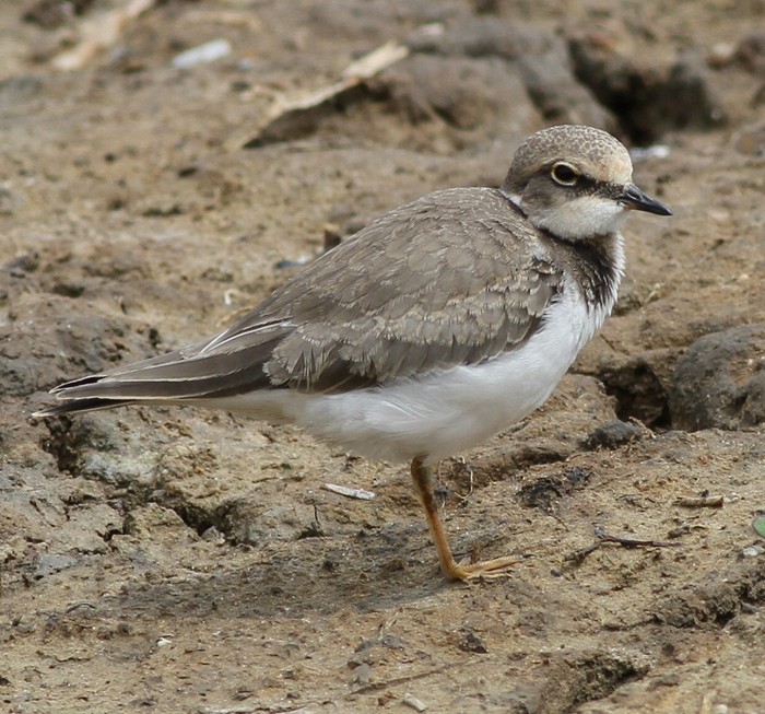 Little Ringed Plover