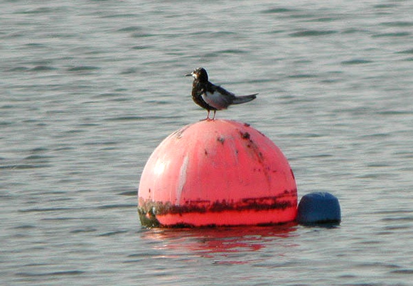 White-winged Black Tern